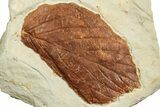 Fossil Leaf (Beringiaphyllum) - Montana #223828-1